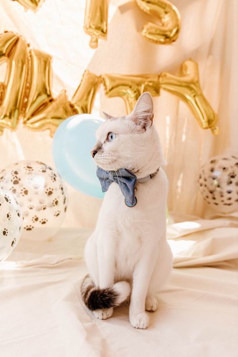 Cat birthday party photos. Rocio Rivera Photography Cat Themed Photoshoot, Cat Birthday Photoshoot, Cat Photo Shoot, Birthday Party Photos, Pet Birthday, 1st Birthday Photoshoot, Cat Birthday Party, Cat Photos, Pet Photography