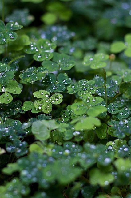 Spiders Repellent, Luck Of The Irish, Water Droplets, Jolie Photo, Green Aesthetic, The Words, Nature Beauty, Secret Garden, Shades Of Green