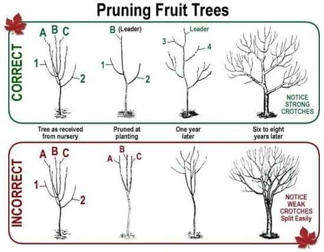 Prune Fruit, Fruit Tree Garden, Pruning Fruit Trees, Growing Fruit Trees, Tree Pruning, Tree Care, Food Garden, Fruit Garden, Garden Care