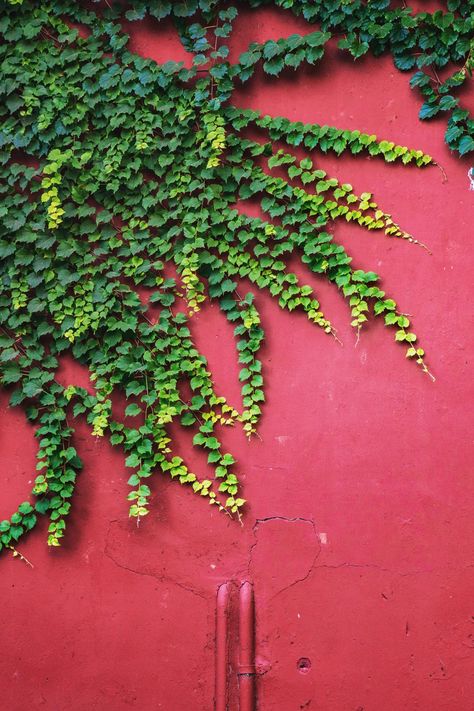 Climbing vines are a surefire way to add curb appeal or interest to your garden. These vines can reach up walls and fences, scramble up trellises, and many provide pretty blooms and seasonal color as well as pretty green foliage. Read on to learn about more climbing vines and check out our best advice for growing them. #climbingvines #climbingvinesonhouse #floweringvines #landscaping #southernliving Climbing Flowering Vines, Fast Growing Vines, Hydrangea Petiolaris, Creeping Vines, Add Curb Appeal, Ficus Pumila, Honeysuckle Vine, Southern Living Plants, Growing Vines