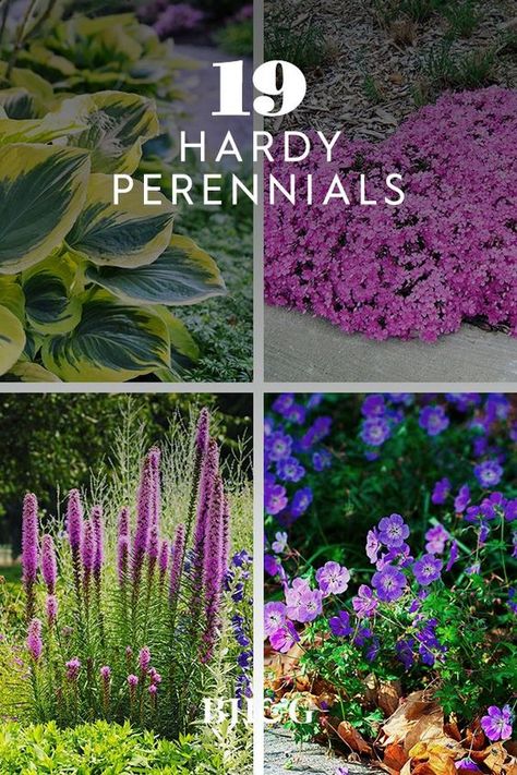 Perenial Garden, Perennial Garden Plans, Garden Wallpaper, Porch Furniture, Outdoor Flowers, Hardy Perennials, Garden Yard Ideas, Front Yard Garden, Hardy Plants