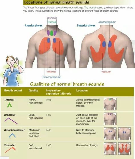 Normal breath sound locations Respiratory Therapist Student, Lung Sounds, Breath Sounds, Med Surg Nursing, Nursing Assessment, Nursing Mnemonics, Cardiac Nursing, Pulmonology, Pharmacology Nursing