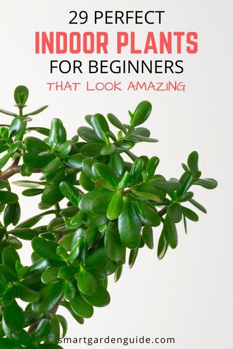 House Plants For Beginners, Beginner Plants, Indoor Plants For Beginners, Houseplants For Beginners, Houseplant Ideas, Indoor Gardening Ideas, Easy Indoor Plants, Pots For Indoor Plants, Plants For Beginners