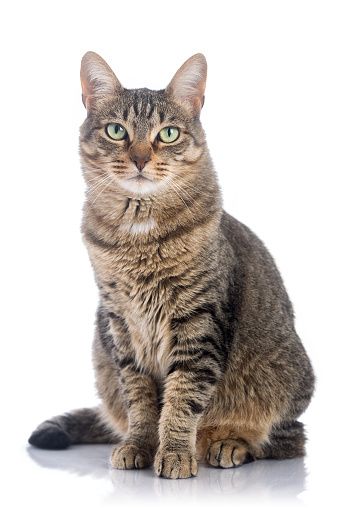 Hybrid Reference, Cat Hybrid, Large Domestic Cat Breeds, Largest Domestic Cat, Domestic Cat Breeds, Cute Cat Pictures, Hybrid Cat, Cat Watch, Cat Stock