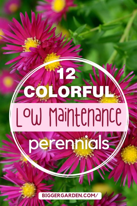 Discover 12 low maintenance perennial flowers perfect for your garden. Enjoy easy-to-grow blooms that come back every year. Border Flowers Perennials, Midwest Perennial Garden Design, Cottage Garden Flowers Perennials, Perinnals Flower Beds, Longest Blooming Perennials, Perennial Flower Beds, Perennial Garden Ideas, Perrenial Gardens, Low Maintenance Perennials