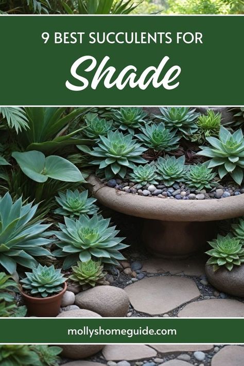 Discover a variety of shade-tolerant succulents that thrive in sun-starved yards or shaded areas. From lush green to vibrant purples, find the best succulents for shade-loving plant enthusiasts. Transform your shaded garden with these stunning shade succulents that will bring life and color to any corner. Succulents That Dont Need Sun, Succulents For Shaded Areas, Plants That Thrive In Shade, Shade Succulents Outdoor, Plants For Shade Outdoors, Shade Succulents, Succulent Decorations, Americana Quilts, Succulent Rock Garden