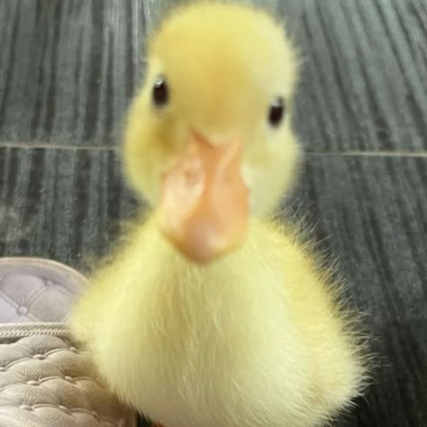 Ducks And Frogs, Duck Photos, Call Duck, Duck Memes, Silly Animal Pictures, Nightlight Lamp, Duck Pictures, Cute Ducks, Pet Ducks