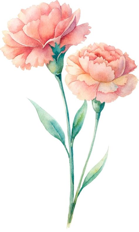 Premium PSD | A watercolor drawing of carnation flowers in portrait mode Carnation Botanical Illustration, Carnations Illustration, Carnation Flower Drawing, Carnation Illustration, Watercolor Carnation, Carnation Drawing, Bus Drawing, Mom Box, Carnation Flowers