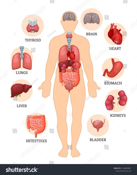 Visual scheme infographic of structure of human organs. Medical anatomy of male body. Human organs: thyroid, brain, heart, stomach, kidneys, bladder, intestines, liver, lungs. Vector illustration. #Ad , #Ad, #anatomy#Medical#male#Human Anatomy Kidney, Arterial System, Body Organs Diagram, Body Anatomy Organs, Anatomy Organs, Human Body Organs, Human Organs, Body Human, Anatomy Medical