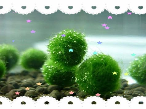 Japan Green, Green Kawaii Aesthetic, Morikei Aesthetic, Moss Ball, Sweet Clover, Soda Floats, Marimo Moss, Marimo Moss Ball, Ball Aesthetic