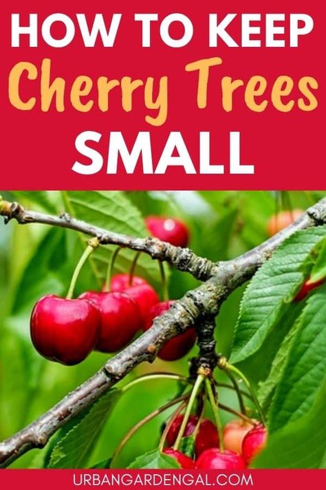 How to Keep Cherry Trees Small - Urban Garden Gal Cherry Tree In Pot, Permaculture Berries, Pruning Cherry Trees, Cherry Trees In Landscape, Cherry Tree From Seed, Cherry Tree Garden, Cherry Fruit Tree, Sour Cherry Tree, Growing Cherry Trees