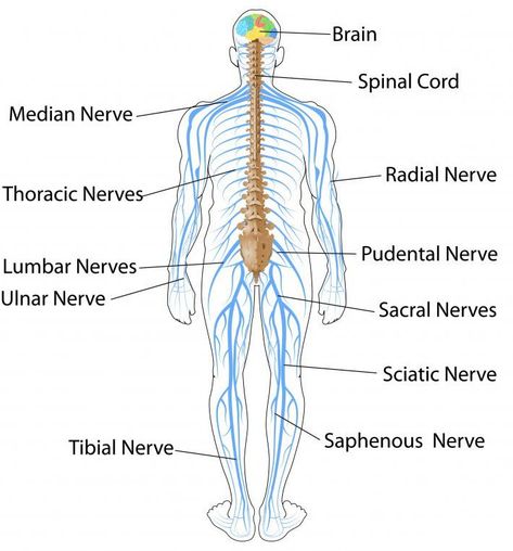 ICSE Solutions for Class 10 Biology - The Nervous System and Sense Organs - A Plus Topper Sentences For Grade 1, Nervous System Drawing, Brain Biology, Nervous System Parts, Nervous System Diagram, Human Body Science Projects, Reading Sentences, Nervous System Anatomy, Sense Organs