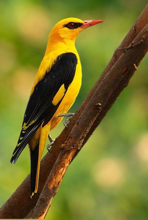 Indian Golden Oriole Eurasian Golden Oriole, Golden Oriole, Indian Subcontinent, Genesis 1, Most Beautiful Birds, Kinds Of Birds, Matthew 6, Nature Birds, All Birds