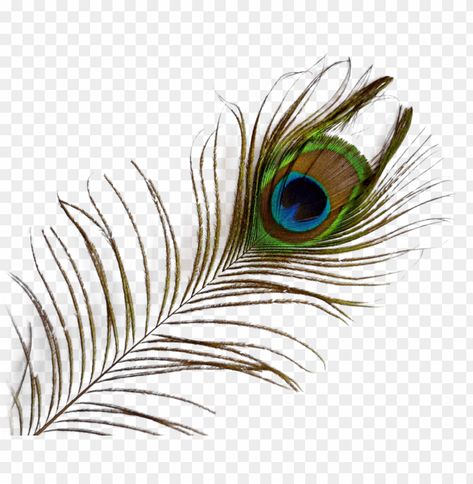 Feather Png, Janmashtami Photos, Train Tracks Photography, Peacock Feather Art, Feather Background, Peacock Photos, Feather Graphic, Flower Graphic Design, Font Illustration