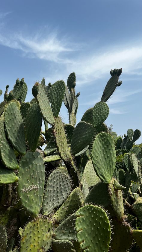 Agave plant