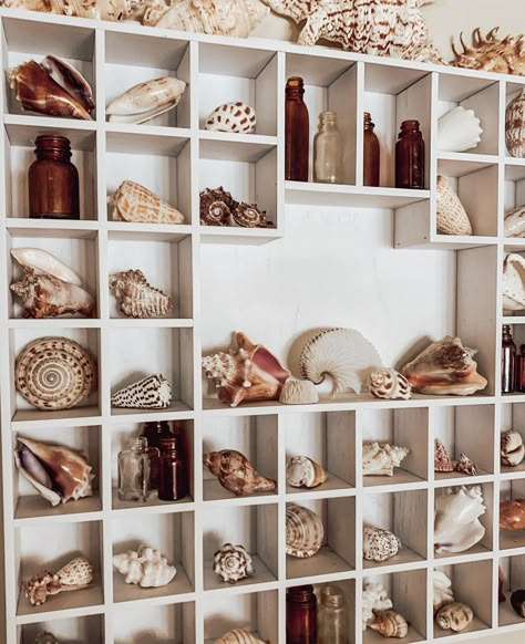 Seashell Display Ideas Diy, She’ll Display, How To Display Shells, Ways To Display Seashells, Shell Collection Display, Sea Shell Display Ideas, Shell Display Ideas, Seashell Display Ideas, Sea Shell Display