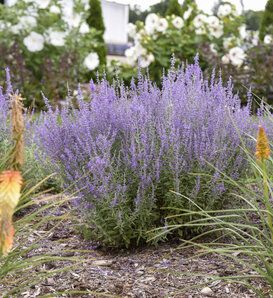 Plant Search | Proven Winners Perennial Landscaping, Redwood House, Perovskia Atriplicifolia, Perovskia Blue Spire, Fall Maintenance, Outdoor Styling, Texas Landscape, Russian Sage, Silver Plant