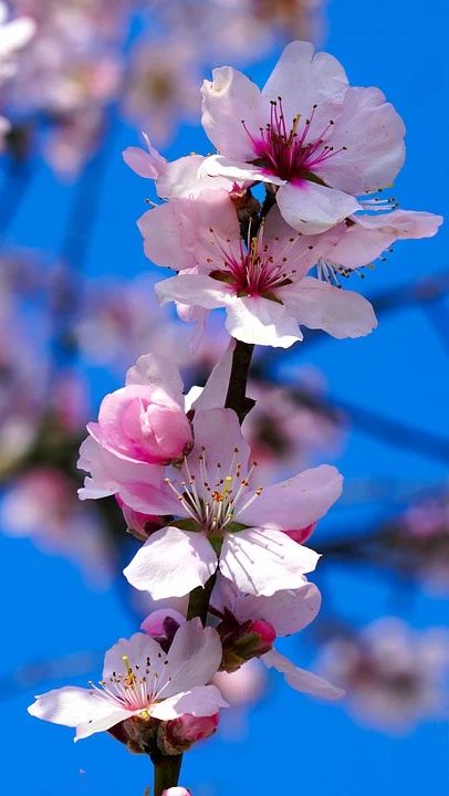 Almond Blossom Flowers Tree - Free photo on Pixabay Almond Flower, Lilies Flowers, Almond Blossoms, One Word Instagram Captions, Almond Tree, Kashmir India, Watercolor Subjects, Almond Blossom, Pink Trees