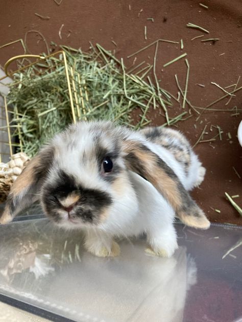 American Lop Bunny, Holland Lop Bunny, French Lop Bunny, Mini Holland Lop Bunnies, Mini Lop Bunny, Mini Lops Bunny, Cute Holland Lop Bunnies, Holland Lop Bunnies Colors, Miniature Lop Bunny