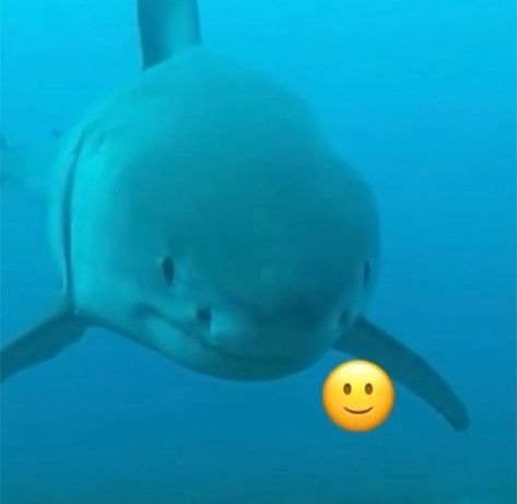 Facts About Sharks, Silly Shark, Shark Facts, Shark Pictures, How To Swim, Whale Sharks, Sharks Funny, Crazy Facts, Shocking Facts