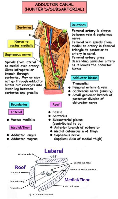 Adductor canal _01 Femoral Artery Anatomy, Adductor Canal Anatomy, Saphenous Nerve, Lower Limb Anatomy, Femoral Artery, Arteries Anatomy, Femoral Nerve, Natural Dandruff Remedy, Natural Remedies For Migraines