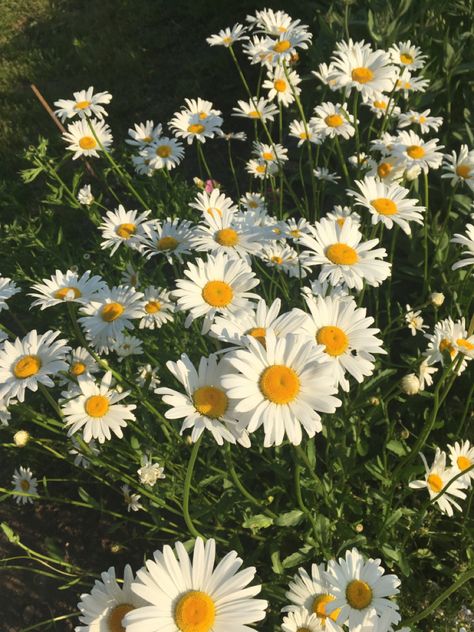 #beautifulflower #chamomile #summercolors #flower Blue Tansy Flower, Daisy Flower Aesthetic Vintage, Chamomile Flowers Aesthetic, Chamomile Aesthetic, Plant Chamomile, Chamomile Garden, Chameli Flower, Camomile Flower, Ghibli Painting