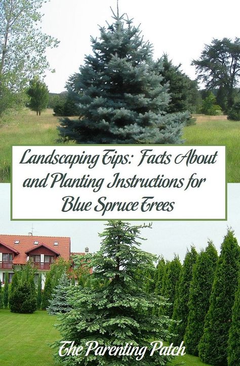 Colorado Spruce Landscaping, Spruce Trees Landscaping Ideas, Colorado Landscaping, Acreage Landscaping, Xeriscape Front Yard, Landscape Ideas Front Yard Curb Appeal, Blue Spruce Tree, Colorado Spruce, Colorado Blue Spruce