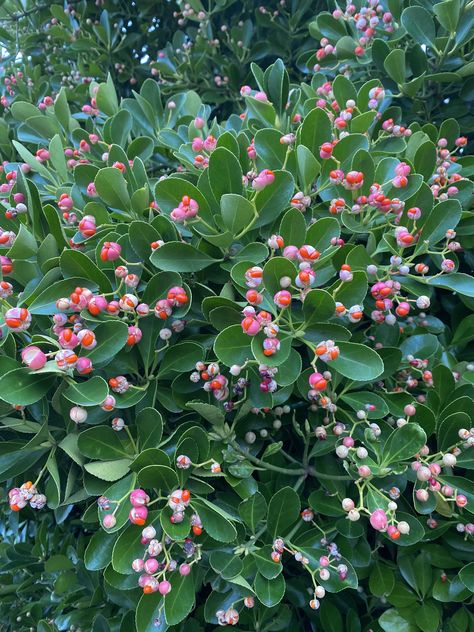 Evergreen Flowering Plants, Japanese Euonymus, Euonymus Shrub, Shrubs For Borders, Evergreens For Shade, Euonymus Japonicus, Shrubs For Landscaping, Landscaping Shrubs, Winter Shrubs