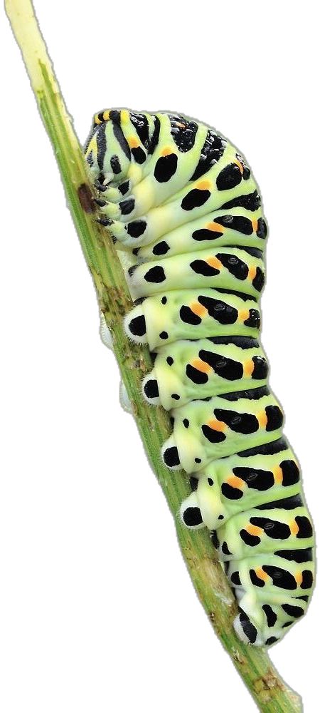 Watercolor Caterpillar, Swallowtail Caterpillar, Wellness Art, Weird Face, Cute Caterpillar, Insect Photos, Stick Bug, Organic Patterns, Coloring Techniques