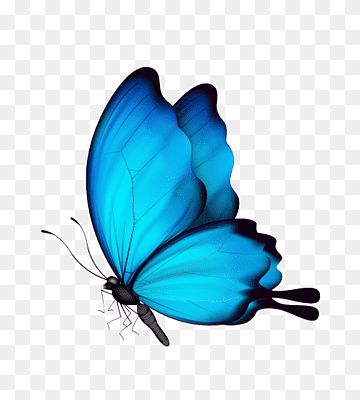 Butterfly Art Drawing, Flower Png Images, Blue Butterfly Wallpaper, Red Background Images, Butterfly Art Painting, Butterfly Insect, Blue Background Images, Butterfly Images, Butterfly Illustration