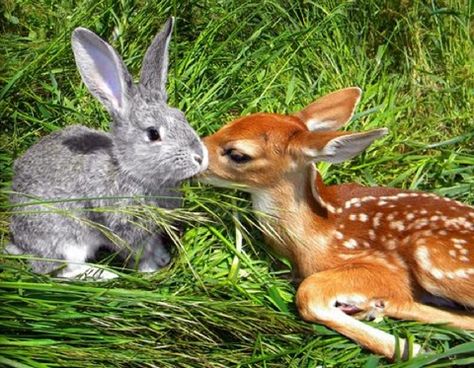 Eating greens is a special treat, It makes long ears and great big feet. Bambi And Thumper, Rabbits, Deer