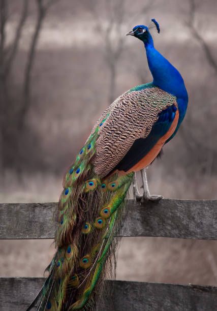 World's Best Peacock Stock Pictures, Photos, and Images - Getty Images Peacock Drawing, Drawing Bird, Peacock Images, Tattoo Bird, Peacock Photos, Peacock Tattoo, Peacock Pictures, Peacock Wall Art, Bird Drawing