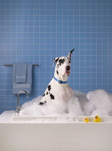 Dogs Ears, Dog Swimming, Dog Smells, Dog Wash, Dog Photograph, Pet Shampoo, Dog Bath, Pet Odors, Great Danes