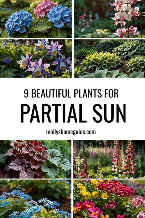 Best Perrenials For Partial Shade, Front Yard Landscaping Partial Sun, Sun Planting Scheme, Plants For Part Sun And Shade, Partial Sun Container Plants, Shade Loving Flowers Perennials, Partial Sun Landscape Ideas, Part Sun Part Shade Perennials, Flowers For Partial Sun