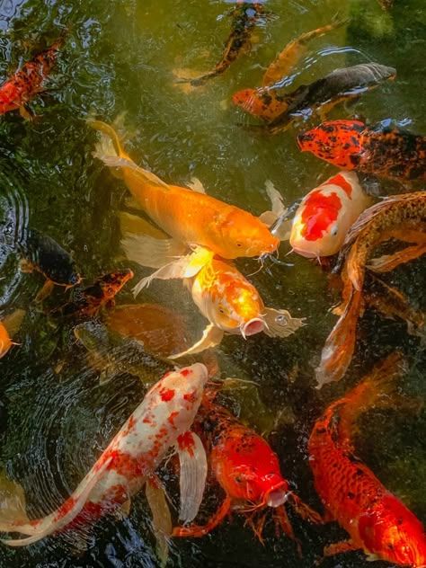 Koi Fish Aesthetic, Fish Aesthetic, Japan Core, Aesthetic Japan, A Pond, Koi Fish, A Group, Koi, Fish