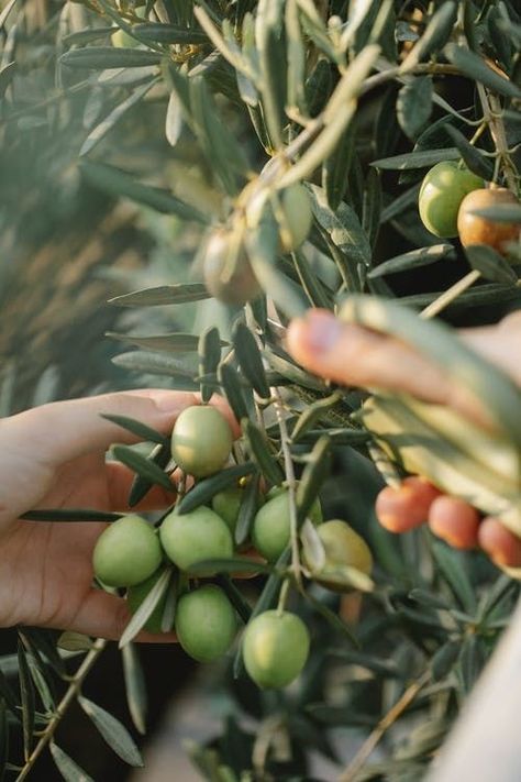 Athena Aesthetic, Ancient Greece Aesthetic, Mediterranean Aesthetic, Athena Goddess, Olive Gardens, Green Olives, Olive Fruit, Shadow Work, Olive Branch