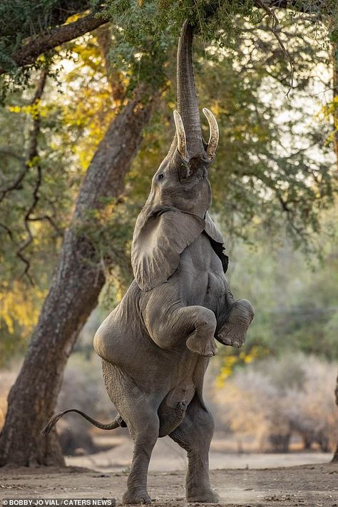 African bull elephant photographed stretching canopy heights | Daily Mail Online African Elephant Photography, Forest Elephant, Drawing Elephant, Elephant Photo, Tattoo Elephant, African Forest Elephant, Elephant Facts, Nursery Elephant, Bull Elephant