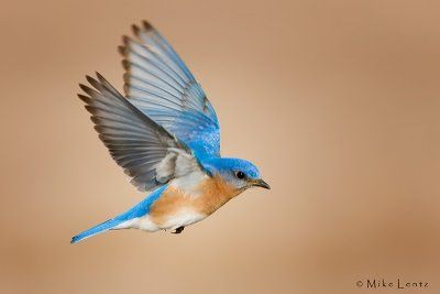 Bluebird Tattoo, Eastern Bluebird, Bird Flying, Bird Silhouette, Blue Birds, Bird Pictures, Birds Tattoo, Colorful Birds, Seascape Paintings