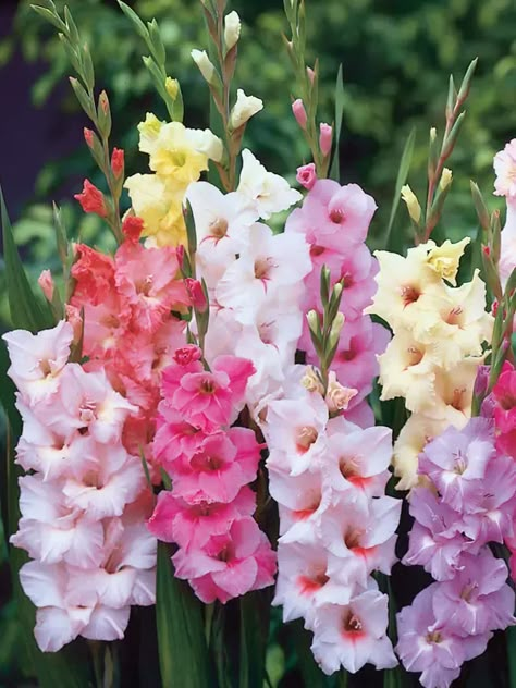 Gladiolus / Gladiola | Bluestone Perennials Landscape Border, Cut Garden, Gladiolus Flower, Flower Identification, Shades Of Lavender, Flower Sleeve, Peach Cream, Flower Guide, Summer Bouquet