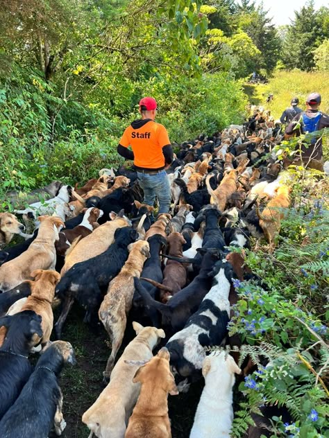 Dog Rescue In Mountains Lets Visitors Hike Around With Hundreds Of Dogs - The Dodo Dog Sanctuary Ideas Animal Rescue, Rescuing Dogs, Pet Sanctuary, Animal Rescue Ideas, Dog Sanctuary, Rescue Dogs For Adoption, Dog Farm, Farm Aesthetic, Rescue Pets