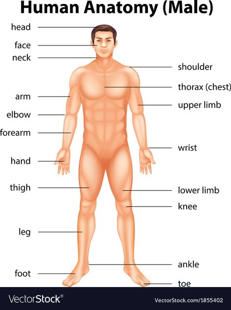 Human Body Name, Human Liver Anatomy, Body Anatomy Organs, Man Body Parts, Human Body Vocabulary, Human Anatomy Female, Liver Anatomy, Facebook And Instagram Logo, Deficiency Diseases