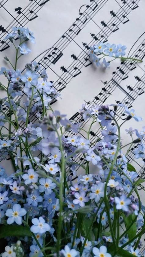 Forget Me Not Flowers, Forget Me Not, In The Dark, Daily Dose, Blue Flowers, Instagram Profile, Music, Flowers, Blue