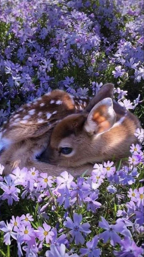 Deer Photography, Wild Deer, Aesthetic Lockscreens, Pretty Animals, Cottagecore Aesthetic, Dresses Pink, Cute Wild Animals, Fluffy Animals, Baby Deer