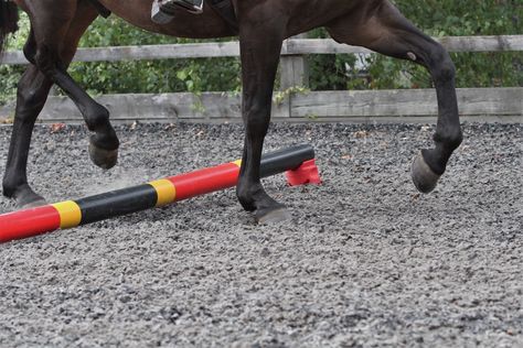 Raising Canter Poles and Finding a Distance Janet Jones, Dutch Warmblood, Primary Lessons, High Jump, Frame Of Mind, Horses