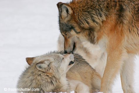 Submissive | Wolf life, Wolf, Wild wolf