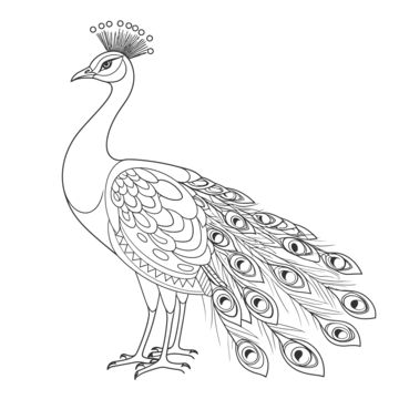 Picoke Bird Drawings, Peacock Line Drawing, Peacock Line Art, Picoke Bird Photo, Drawing Outlines Sketch, Peacock Outline Drawing, Picoke Bird, Peacock Black And White, Peacock Drawing Images