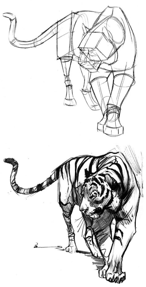 Animal Poses Reference Drawing, Tiger Head Reference Drawing, Tiger Anatomy Reference, Tiger Art Reference, Tiger Poses Reference, Tiger Ink Drawing, Tiger Poses Drawing, Animal Drawing Study, Cat Study Drawing