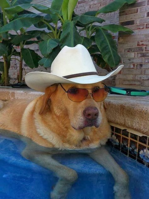 Goofy Dog, Bear Dog, Silly Dogs, Wearing Sunglasses, George Strait, Silly Animals, Horse Pictures, Playlist Covers, Animal Planet