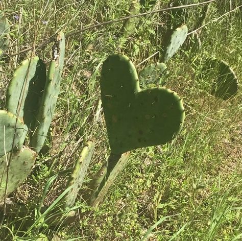 Mildly Interesting, Heart In Nature, Perfect Heart, Foto Ideas Instagram, Nature Aesthetic, Art References, Green Aesthetic, Optical Illusions, Aesthetic Photo