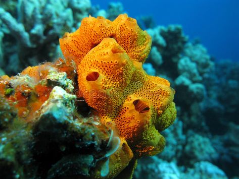 Cambrian Explosion, Sea Sponge, Water Background, Animal Groups, Oceanography, In The Deep, Coral Reefs, Tropical Blue, Coral Reef